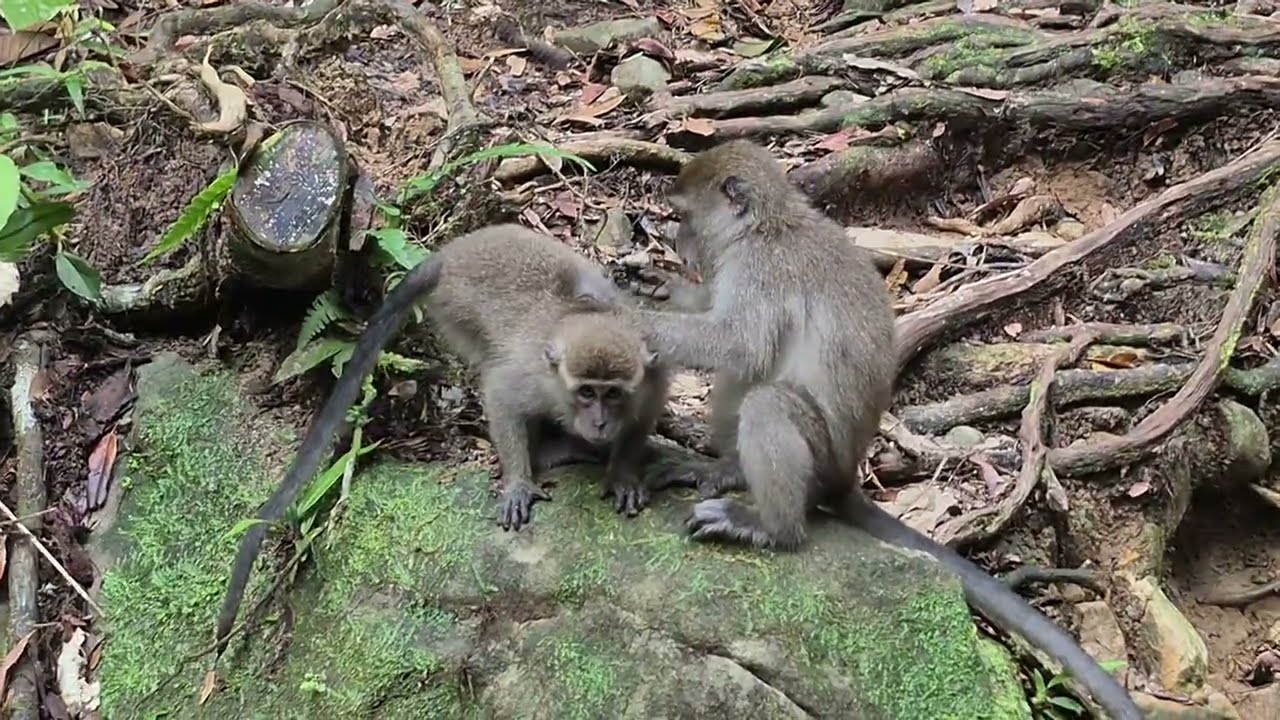 The monkeys attacked me.Bako NP, Borneo, Malaysia