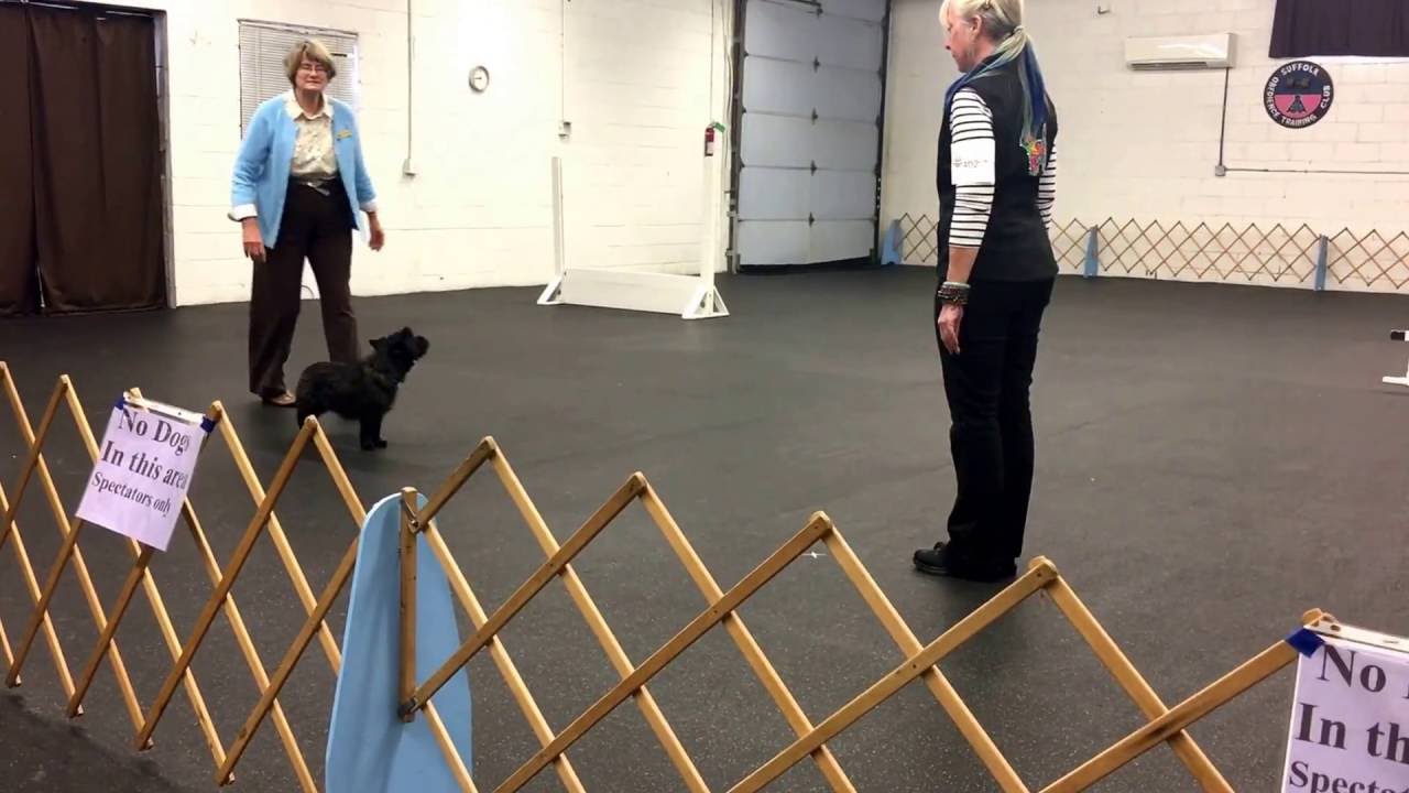 Indiana AKC UA SOTC 10-1-16 moving stand