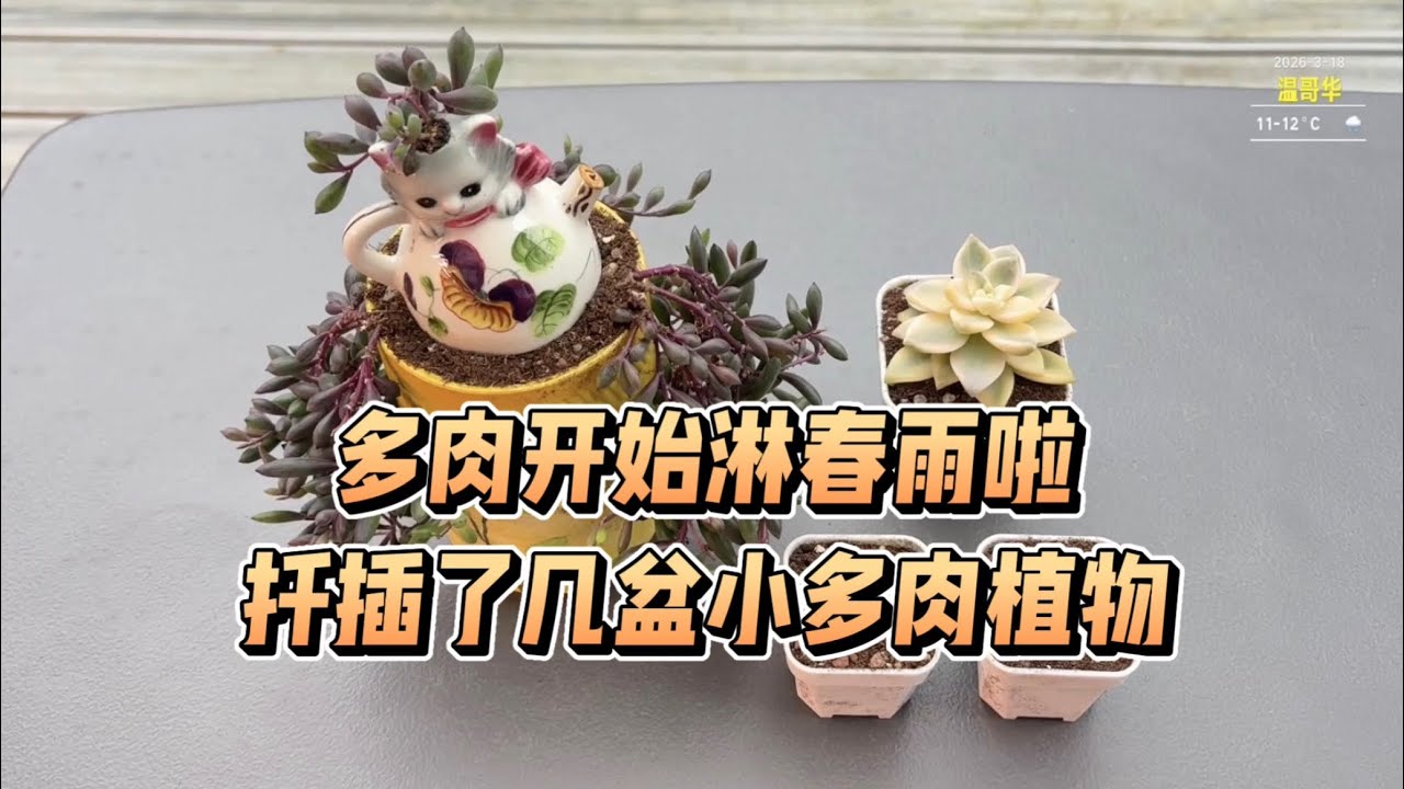 【多肉植物】开始淋春雨啦😊又扦插了几盆多肉植物