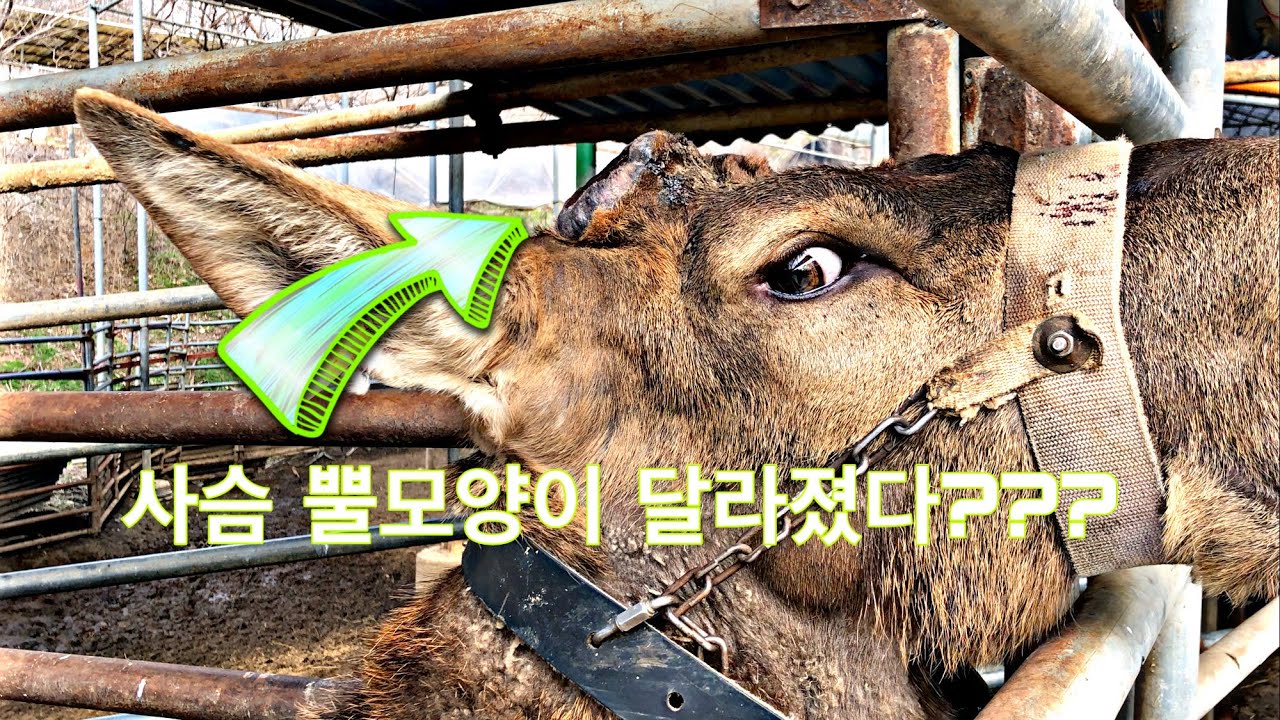 낙각된 사슴뿔 보신적 있나유? 🤗
