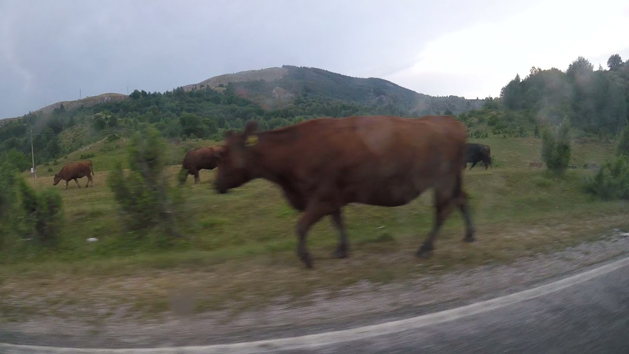 Krave Ispaša