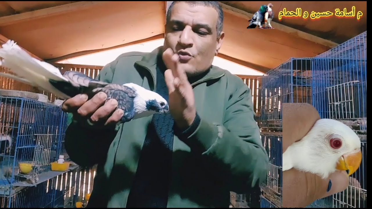 👍إزاي تعرف ان فرد الحمام عيان 😔وانت ماسكه فى ايدك🧐قلب فرد الحمام ✋وشوفوه مريض ولا لأ 💪الحلقة عملي