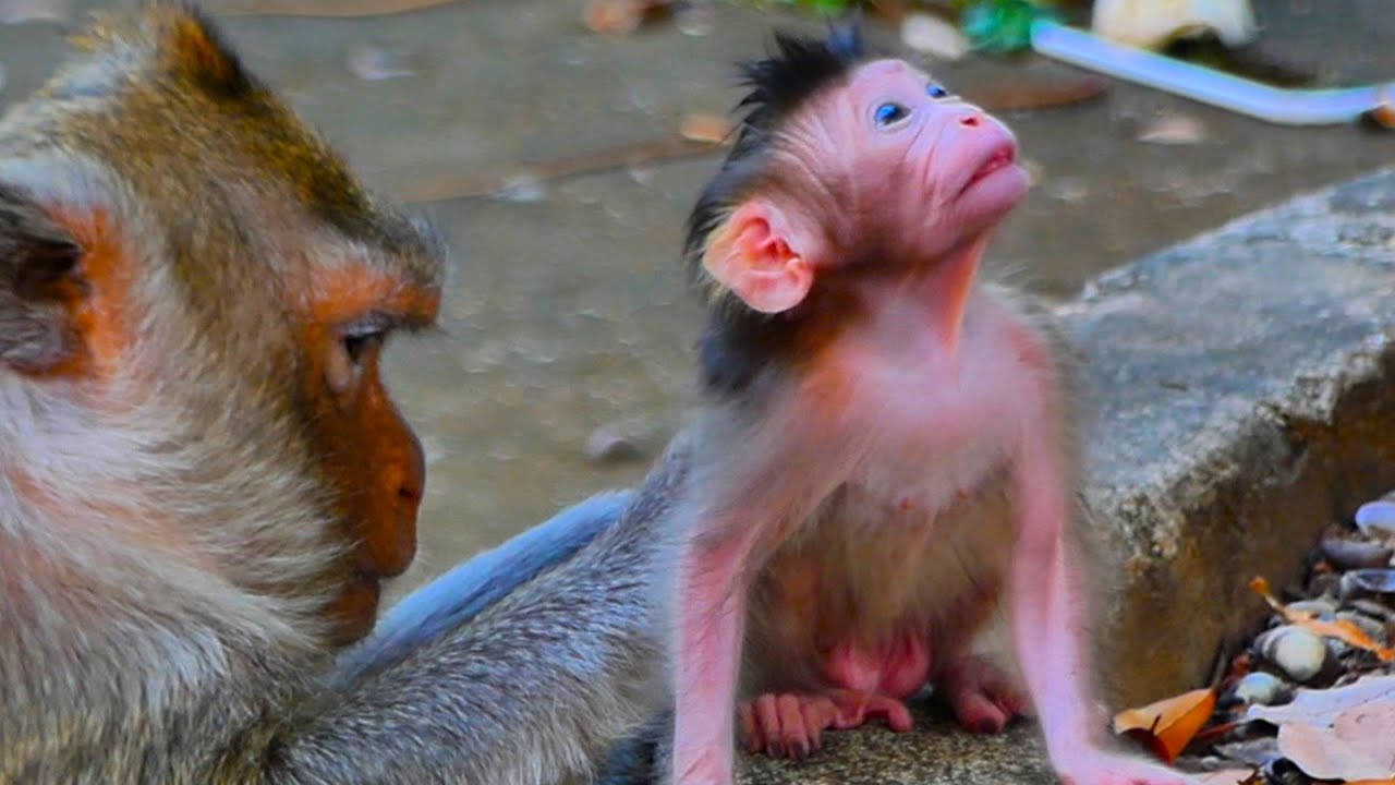 Awesome Old mother grooming with love her cute tiny baby monkey full clip just saw first time