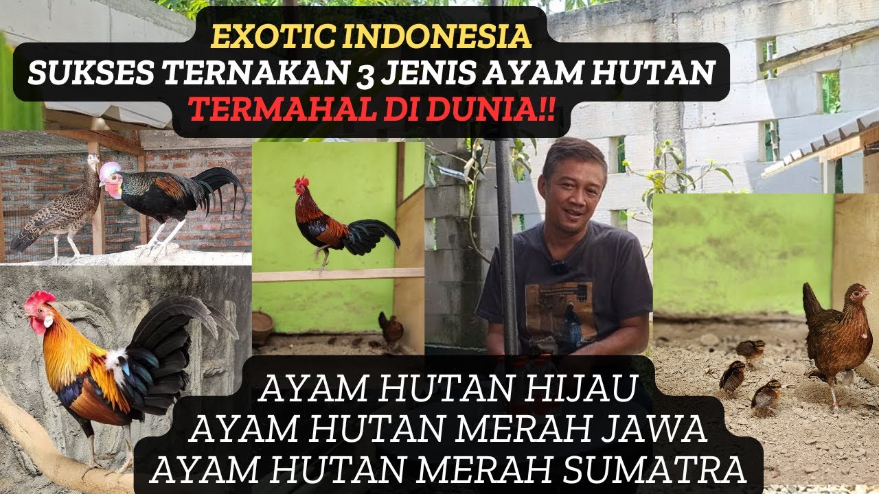 RELA NABUNG SISIHKAN UANG JAJAN SEKOLAH DEMI BISA BELI ANAKAN AYAM HUTAN!!