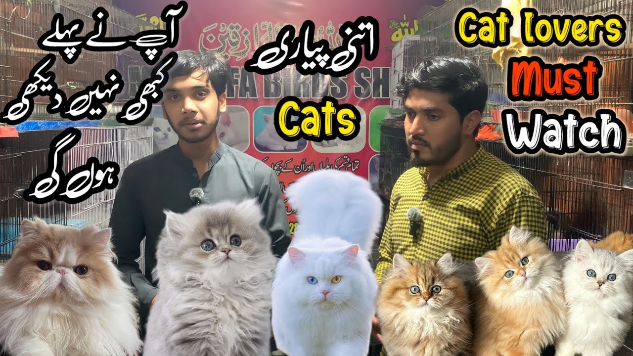 Rawalpindi College Road | Biggest Persian Cat Shop | Shahzain Animals Vlogs