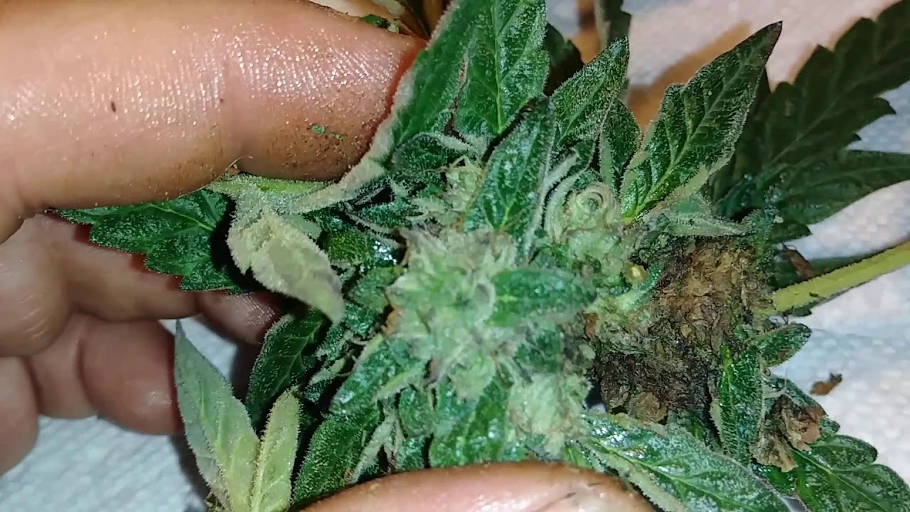 What BUD ROT looks like.....Cannabis style: