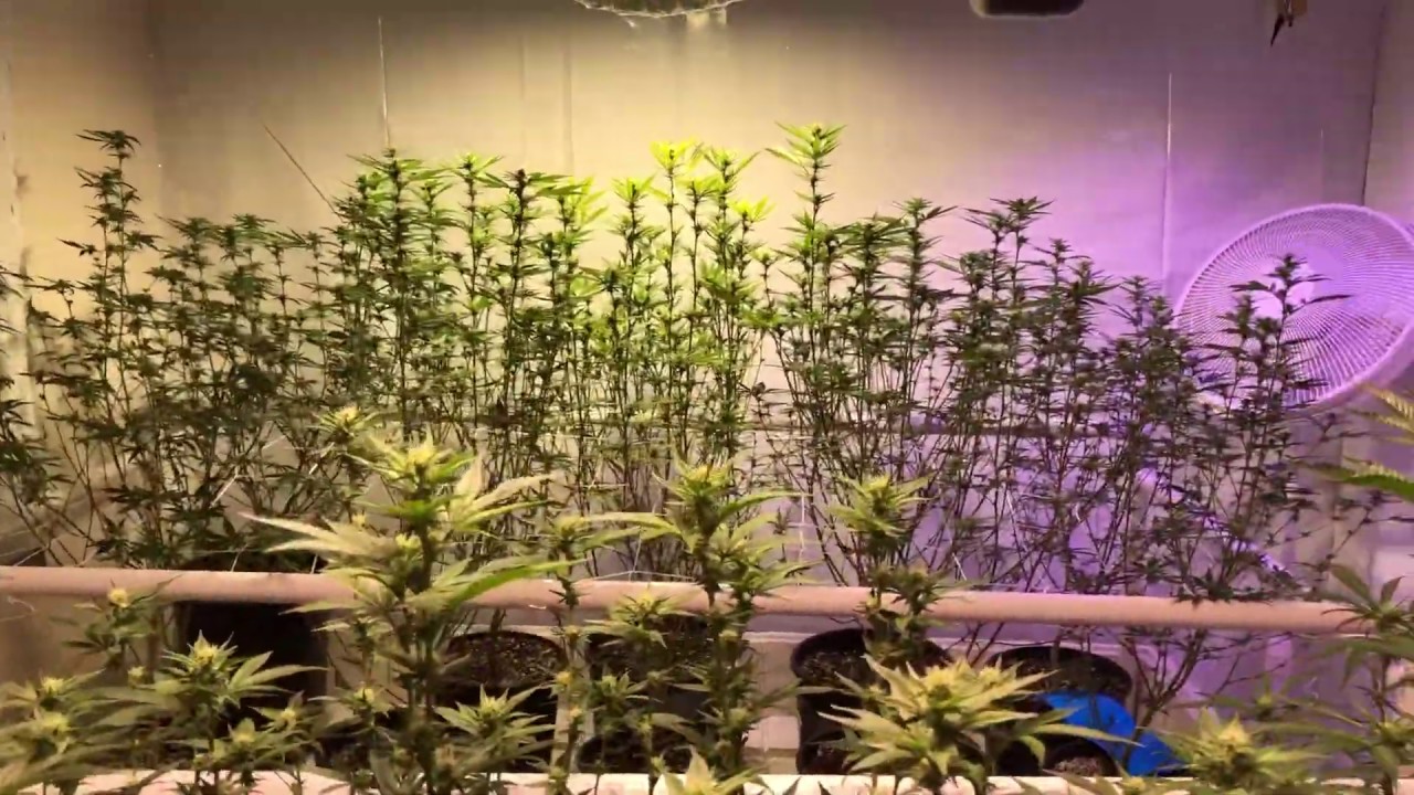 Medical Marijuana Grow: Week 3 Flowering