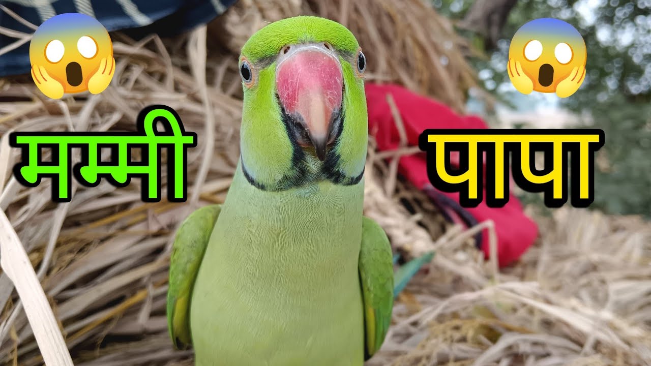 Parrot talking mummy papa 😱मम्मी पापा बोलने वाला तोता 🥰parrot talking mummy mithu ko roti do