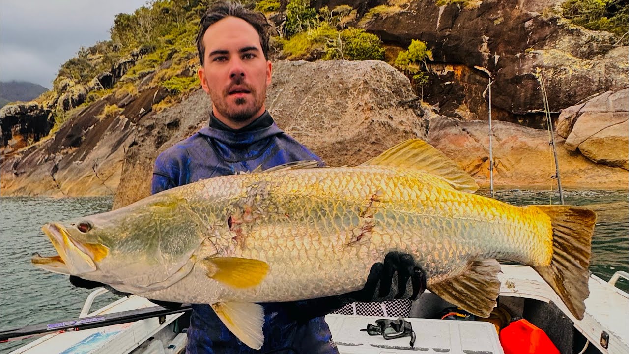 Spearfishing BIG Barramundi & Golden snapper Hinchinbrook Island 