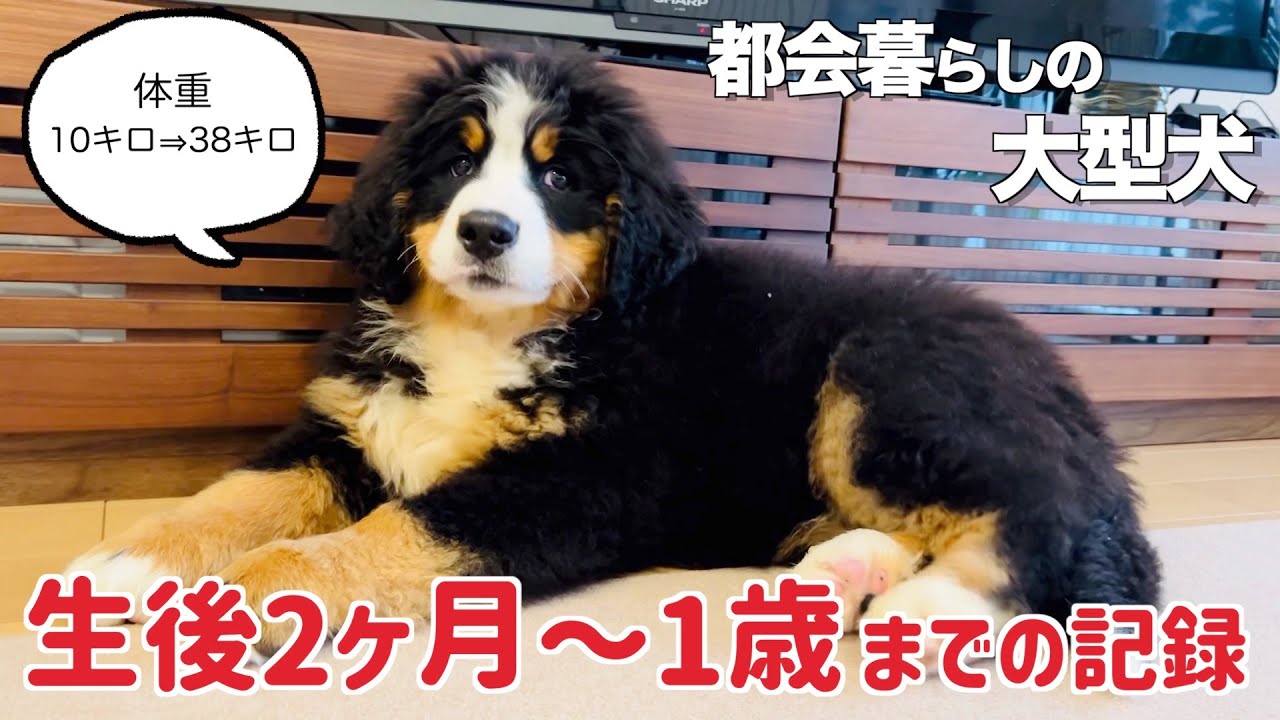 バーニーズマウンテンドッグをお迎えしてから1歳になるまでを振り返りました