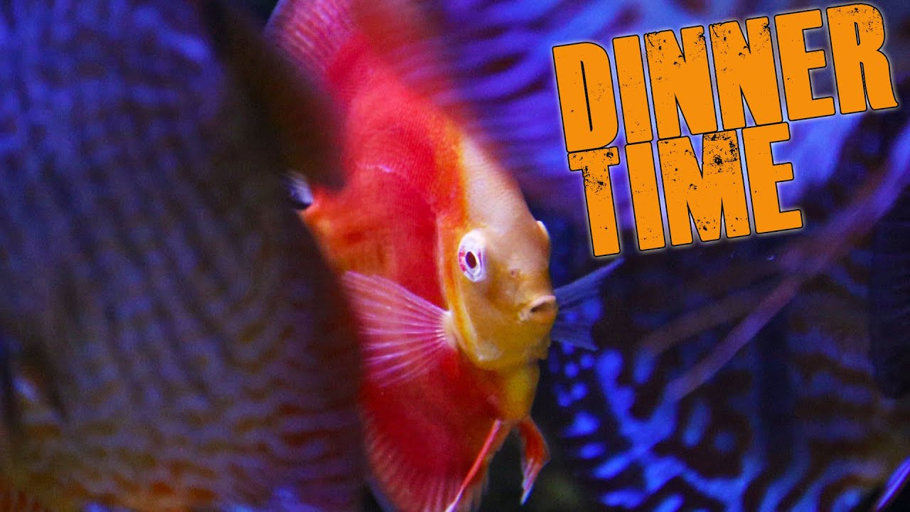 How do I feed my Discus - Best Discus food