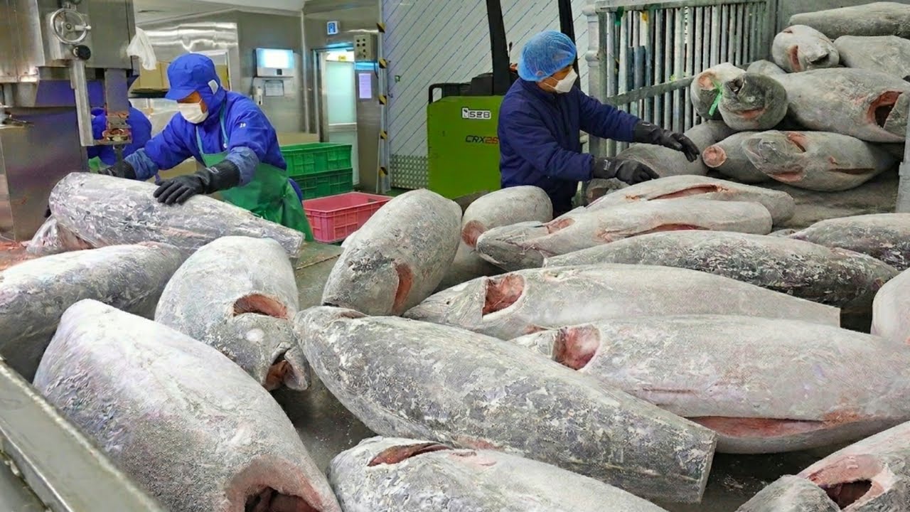 Amazing Tuna Factory! Mass Production of Huge Frozen Tuna | Korean Food Factory