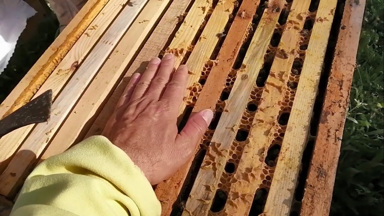 Böyle sakin arı ilk defa görüyorum.Arının ırkını duyunca şaşırdım.