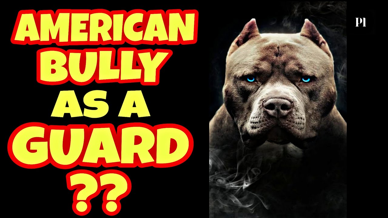 American bully as a guard dog in Hindi | Best guard dog series | Petsinfomania