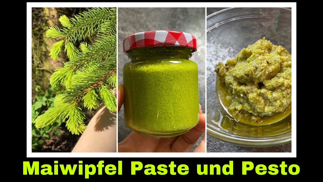 Maiwipfel Pesto Rezept | Fichtennadel-Pesto und W&uuml;rzpaste | Selbstversorgung: Maiwipferl