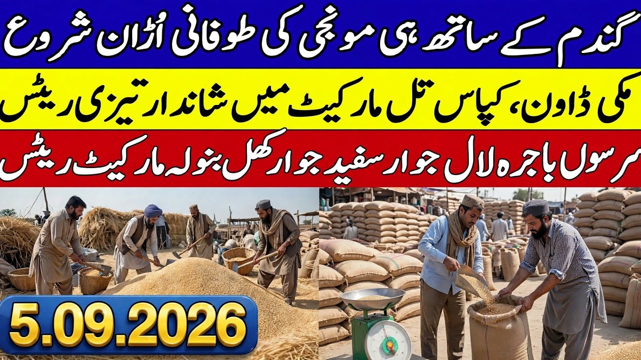 Today Wheat price in punjab//گندم کا ریٹ 2026 munji makki till sarso/Galla mandi rate today 5.9.2026