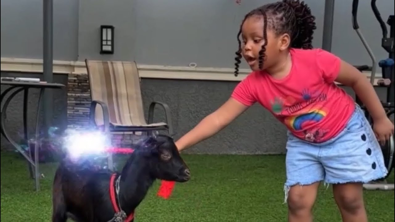 He turned my sister into a goat 