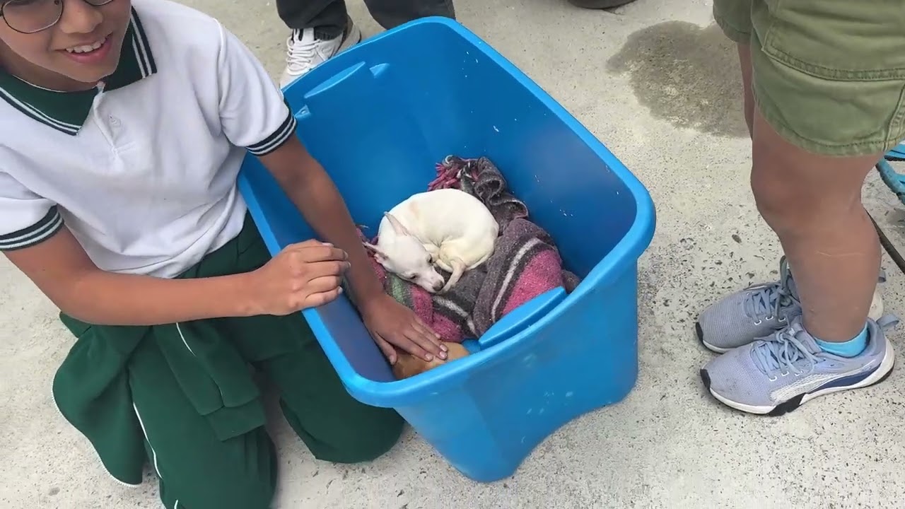 Perritos chihuahua huérfanos, por fin  serán felices.