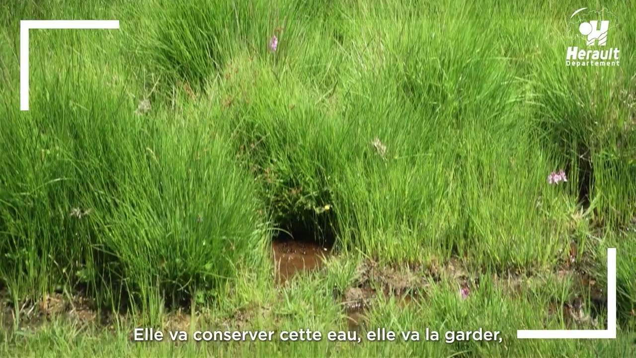 Le rôle précieux de nos zones humides