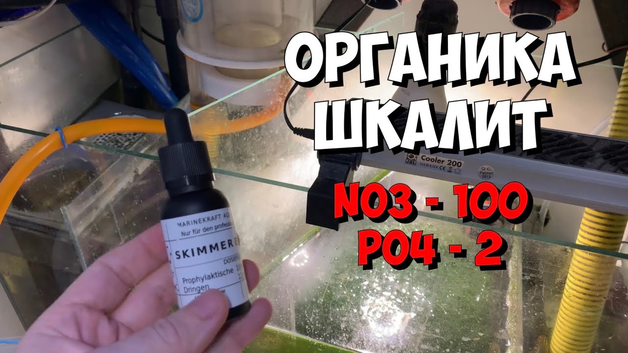 Последствия массовой гибели кораллов | Снижение органики в морском аквариуме