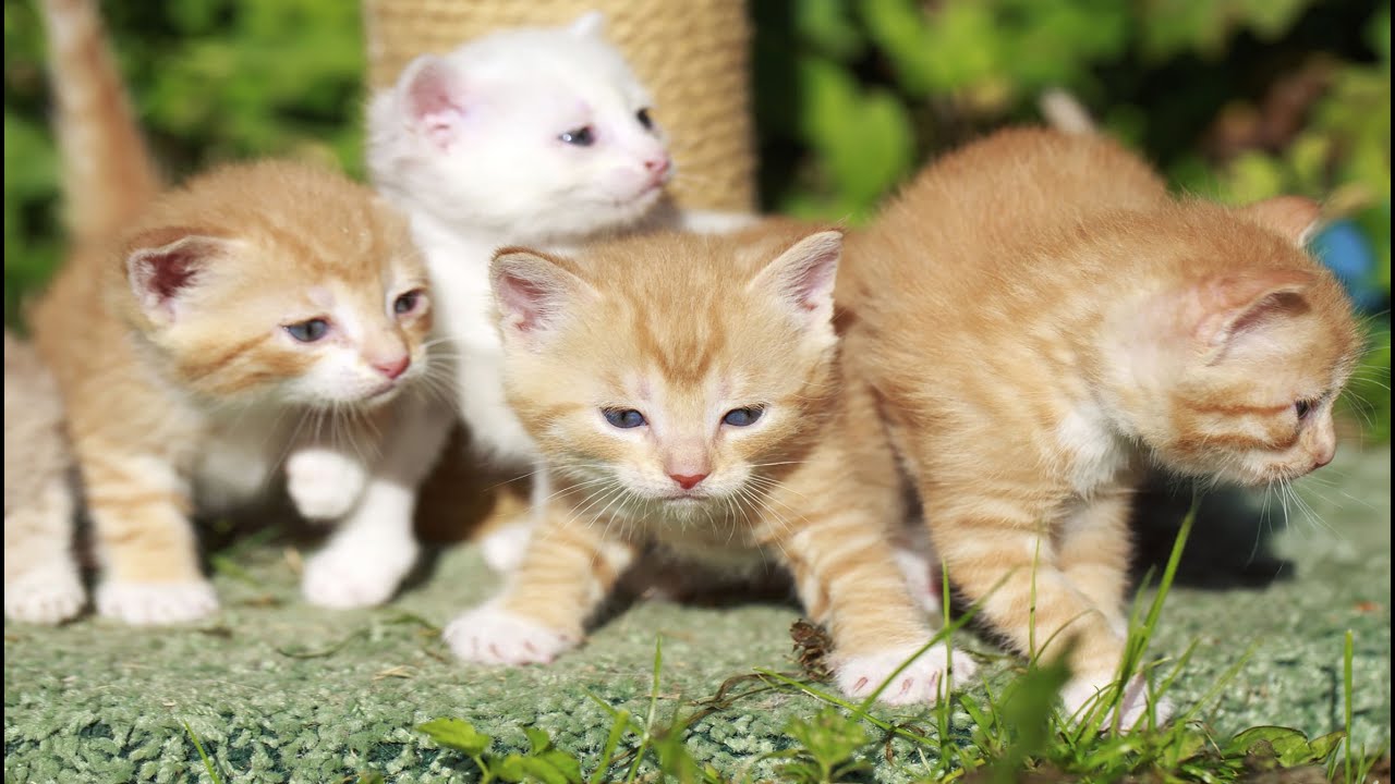 Cute Kitten Meows for Mom – Cat Plays with Dogs, Fish, and Chickens | Funny Animal Moments