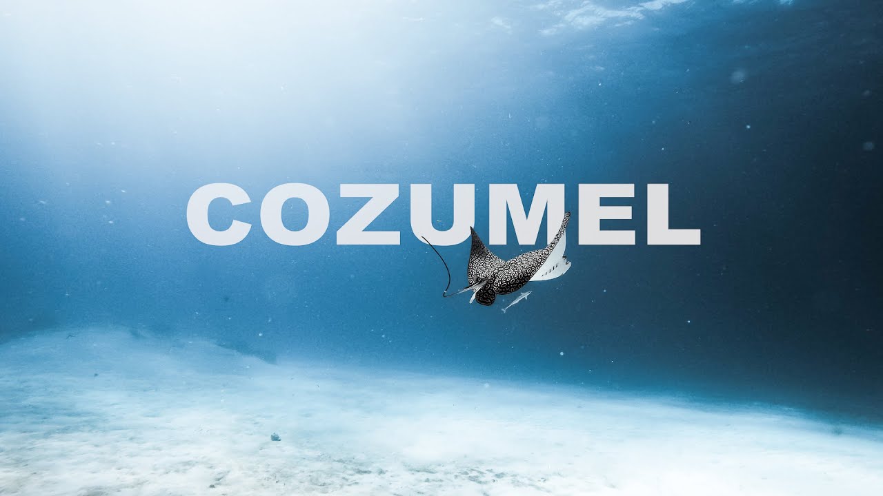 Between Bullsharks & Eagle Rays  - DIVING COZUMEL | 4K