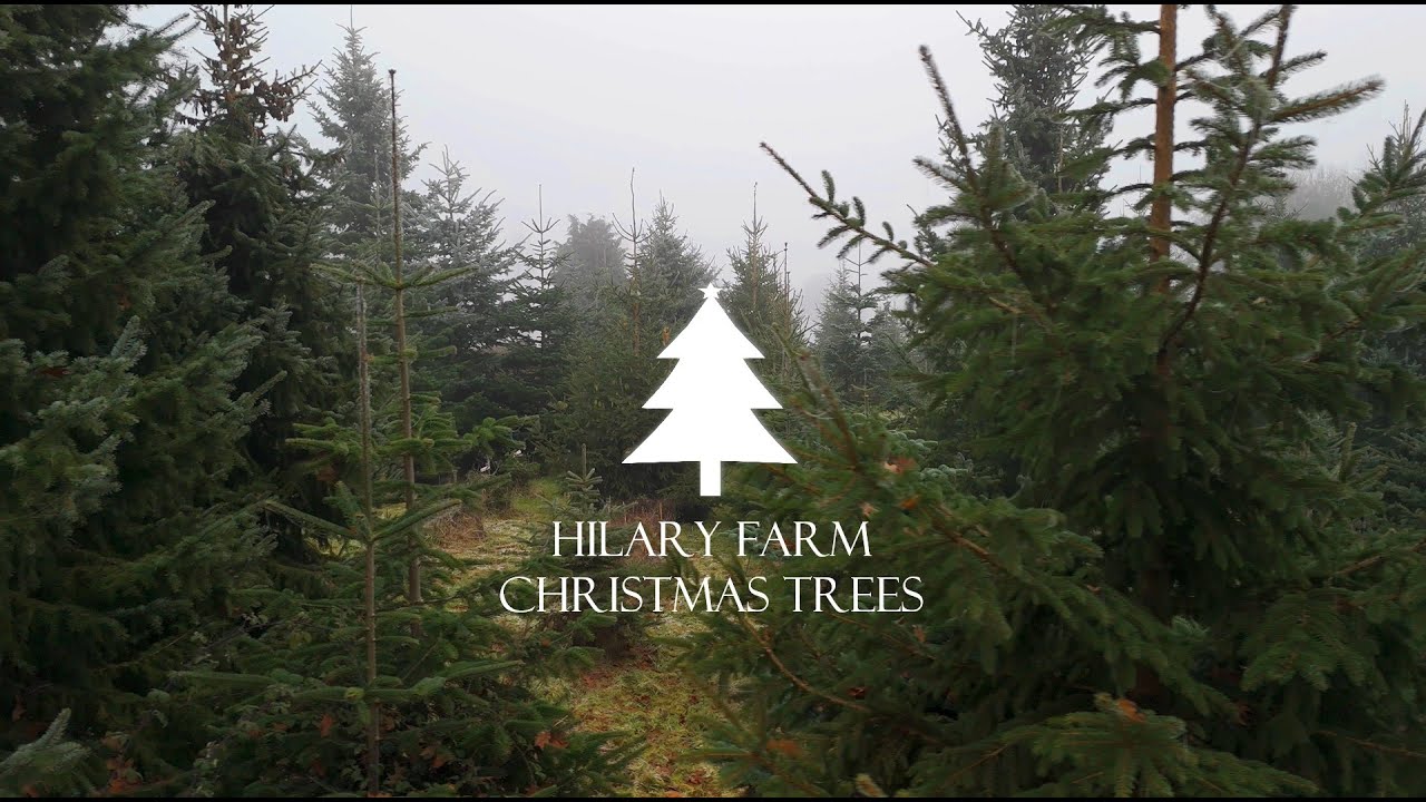 Hilary Farm Christmas Trees (4K) #FPV #drone #LumixS5IIx #djimini4pro #djiavata #flythrough