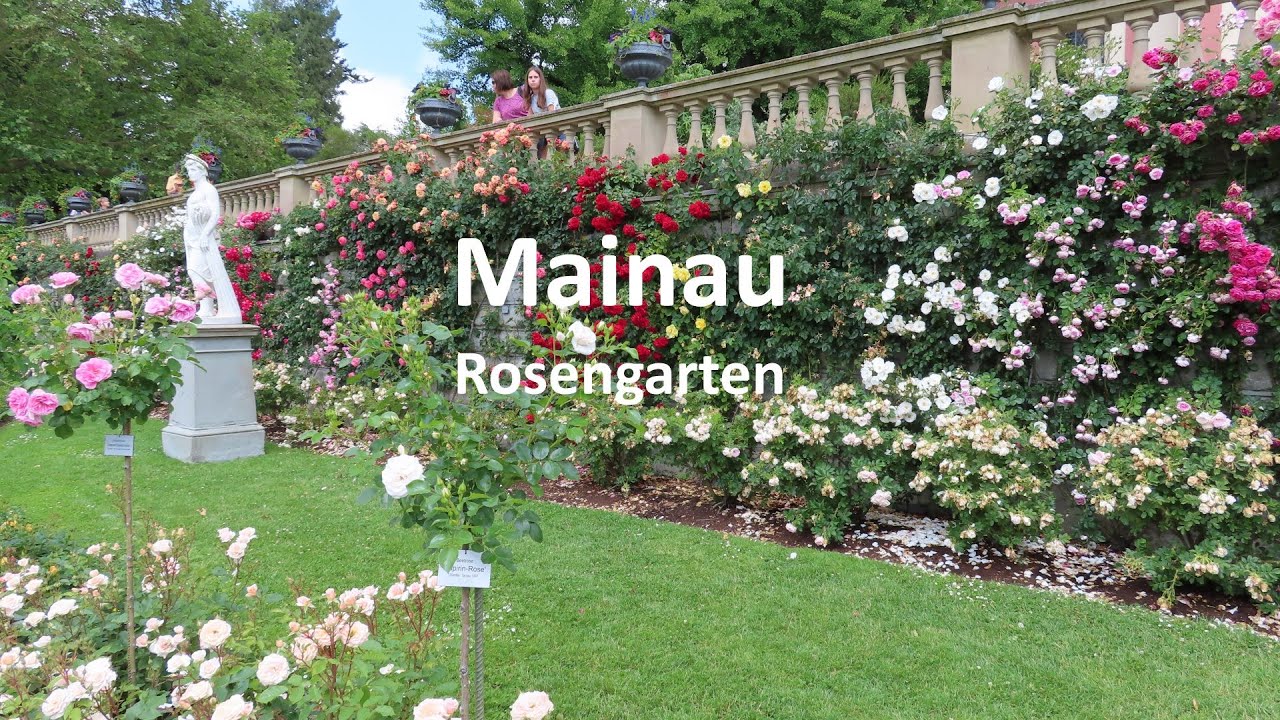 jeropic Germany - Insel Mainau, Rosen