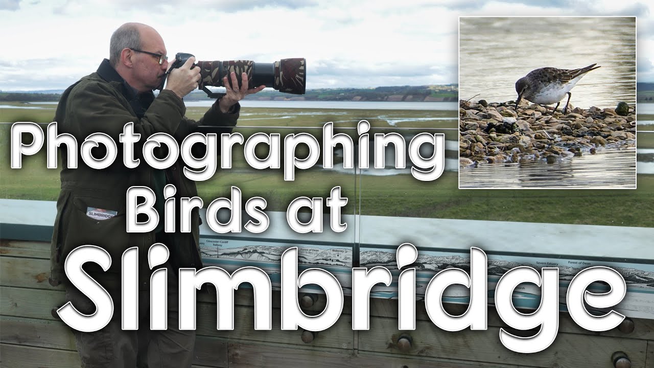 Photographing Wild Birds at WWT Slimbridge Wetlands Centre - Rare White Rumped Sandpiper sighting