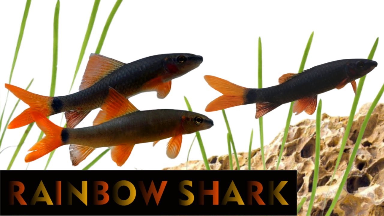 Can Rainbow Sharks Live in a Community Tank? Let&rsquo;s Find Out