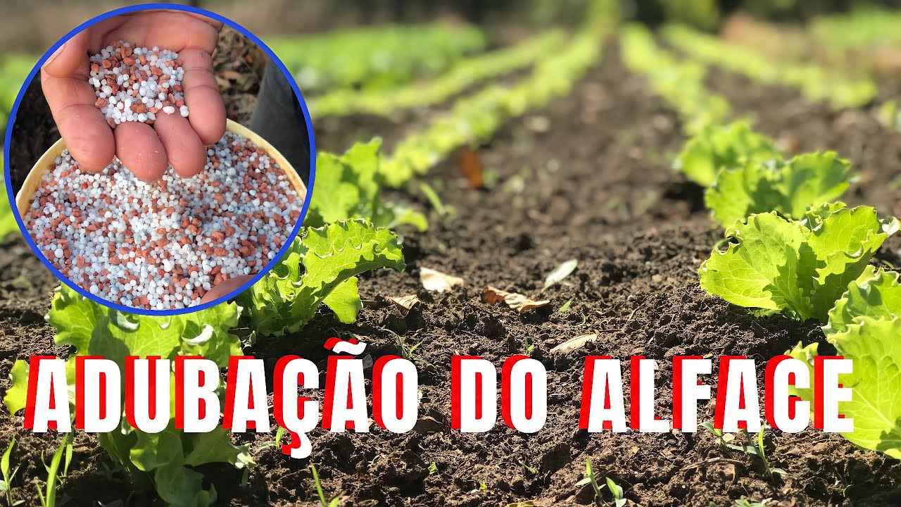 Como fazer aduba&ccedil;&atilde;o de cobertura na alface.