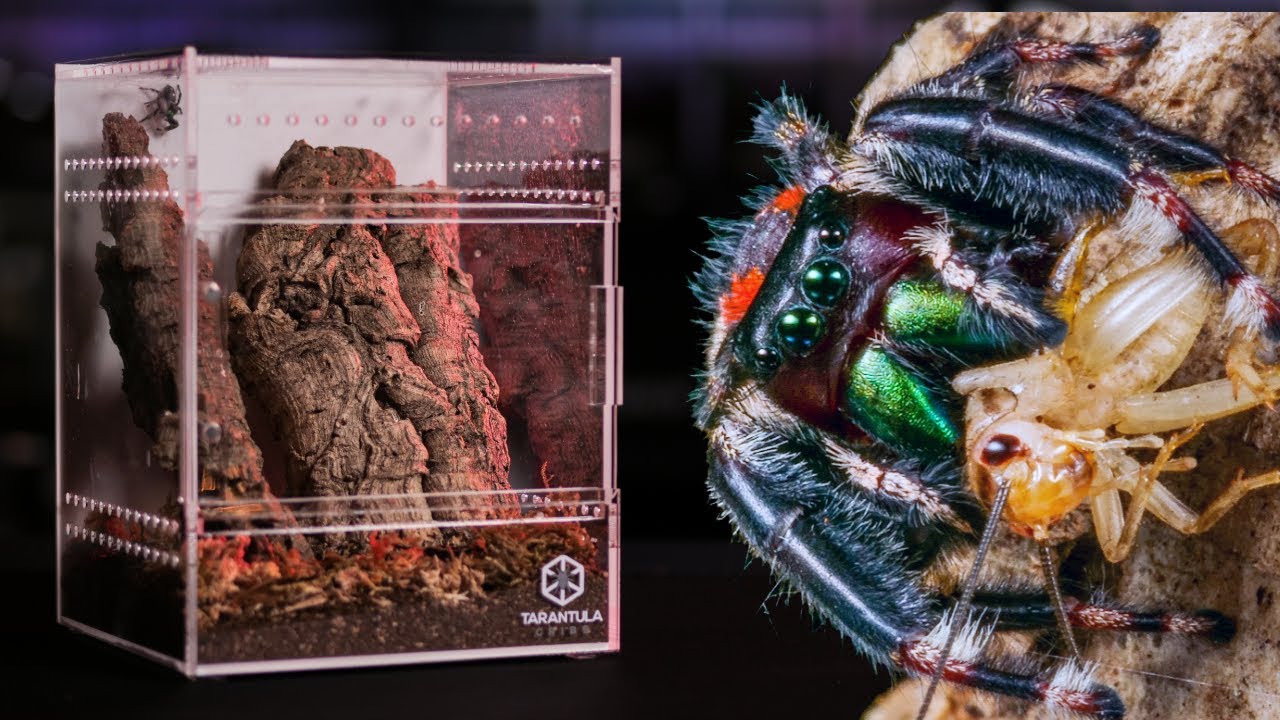 The BEST Enclosures for Jumping Spiders?