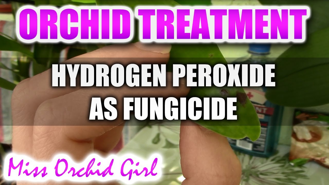 Using hydrogen peroxide with Orchids - Non toxic fungicide