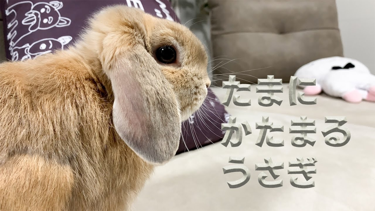 しばしかたまるうさぎ