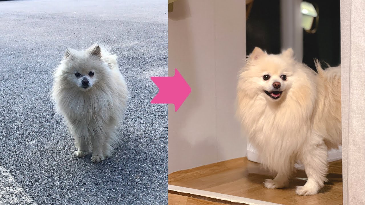 유기견입양 후 달라진 변화