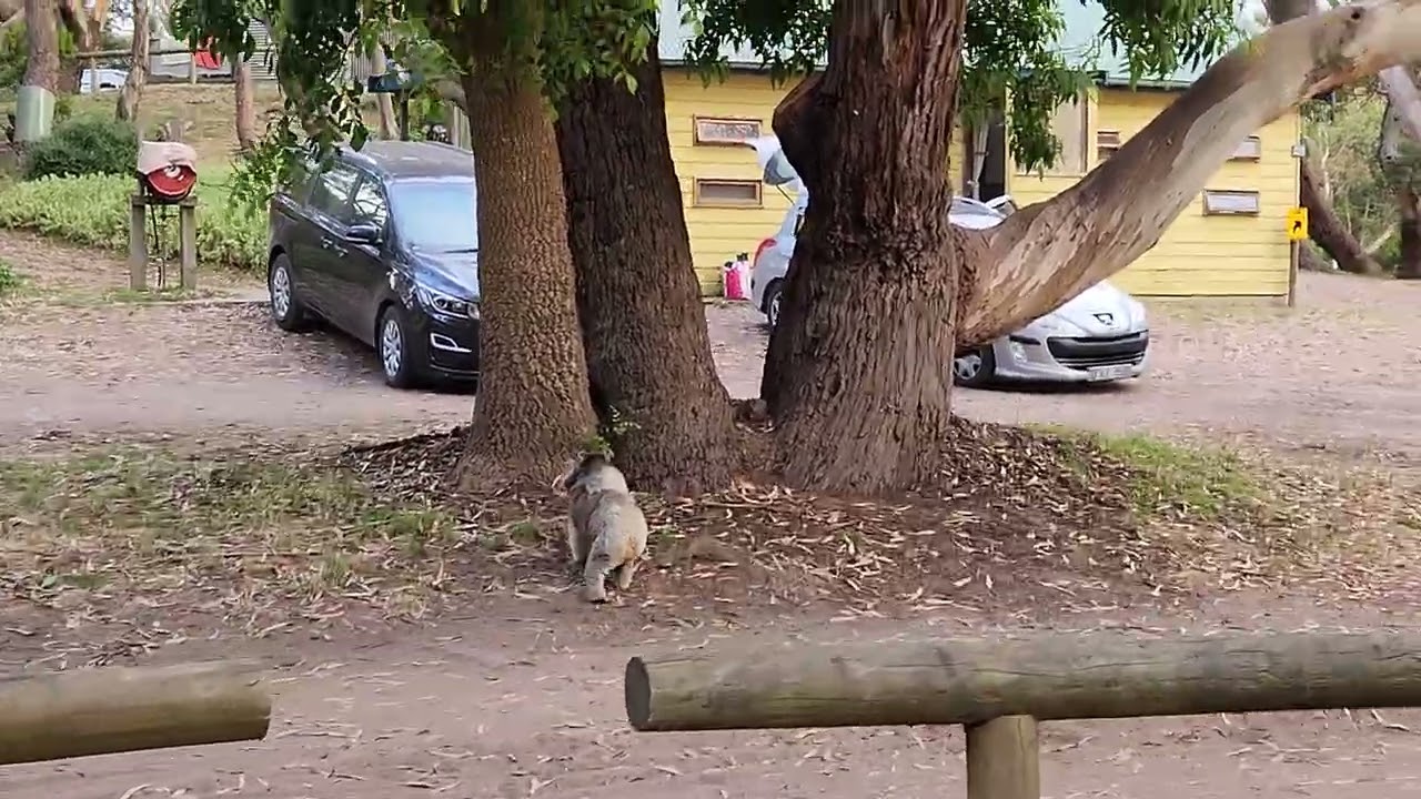 Koala family in Bimbi Park - part 1