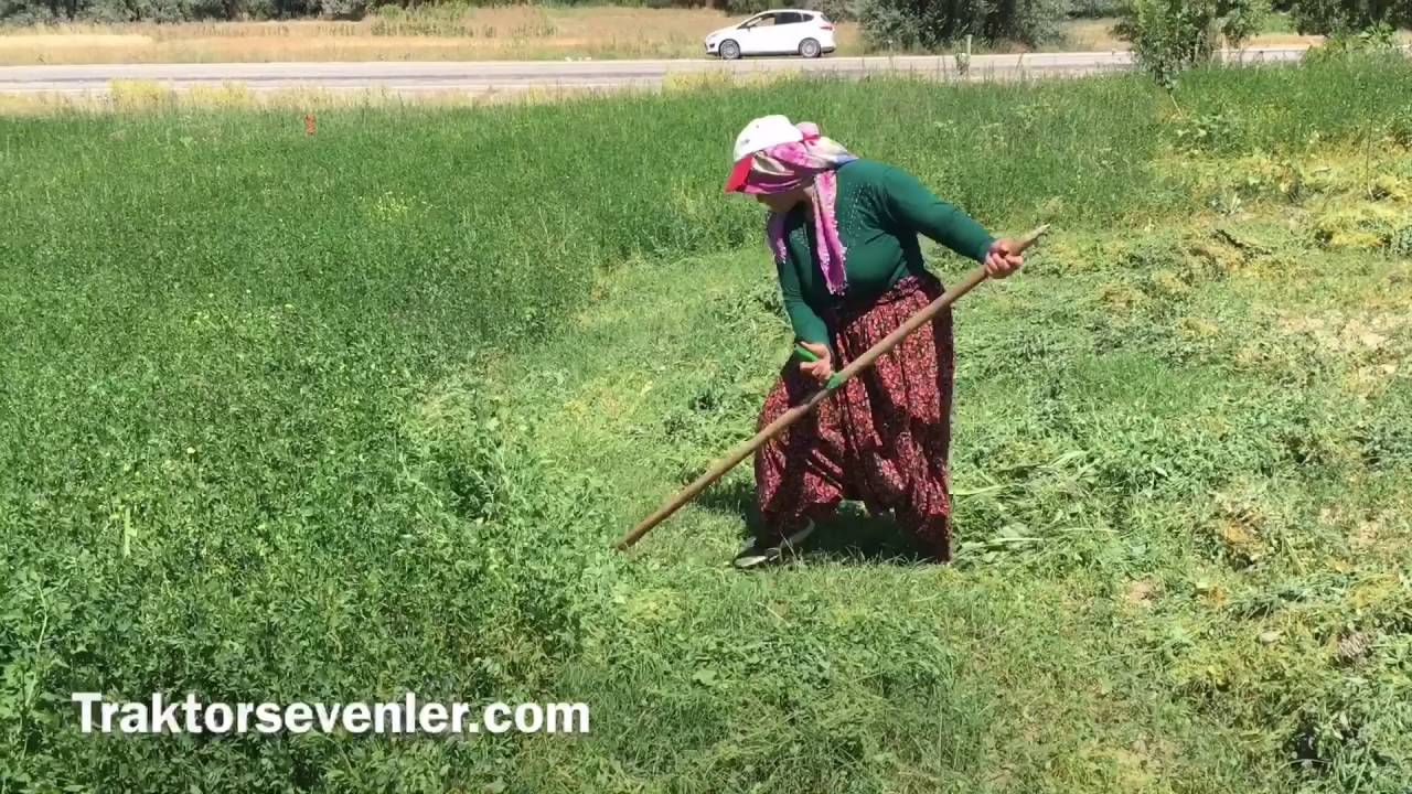 Anadolu kadını yonca biçerken