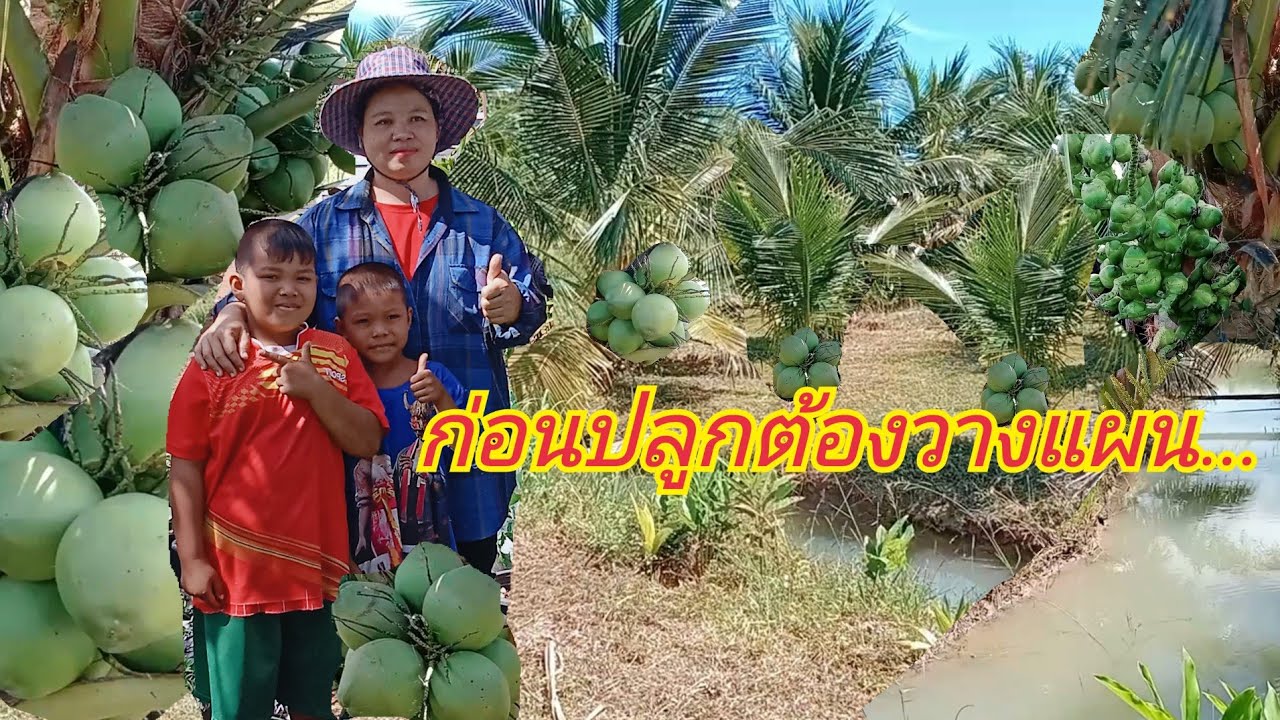 โคกหนองนา5ไร่แบ่งปลูกมะพร้าวน้ำหอมแท้3ปีติดลูกอยากปลูกต้องวางแผนสายพันธุ์สำคัญที่สุด|กบปลาพารวย