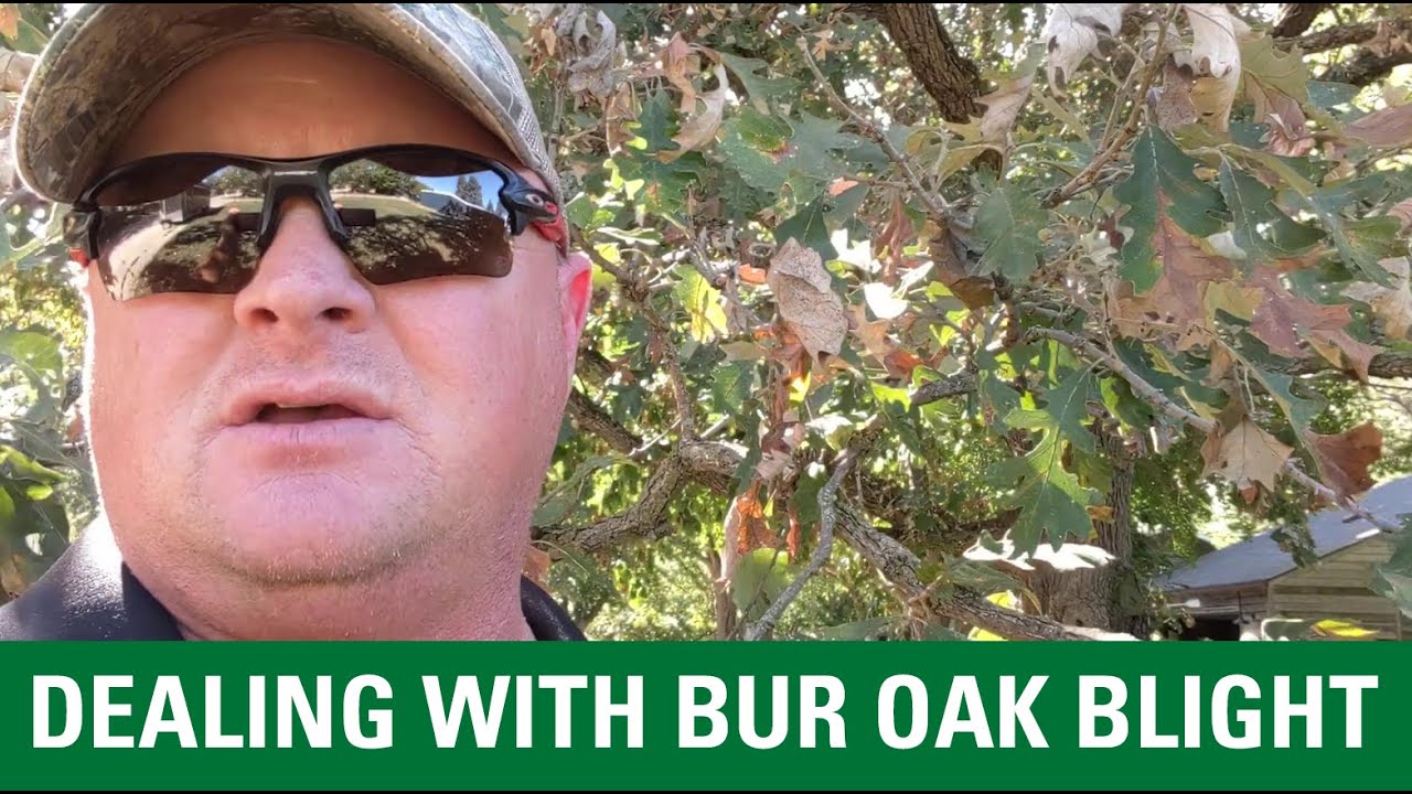Dealing with Bur Oak Blight
