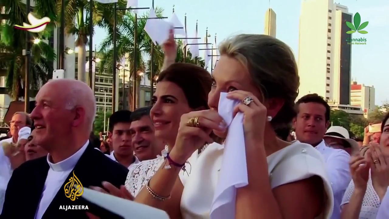 Colombia Gold Cannabis Politics  1 part  from Sensi Seeds  Amsterdam