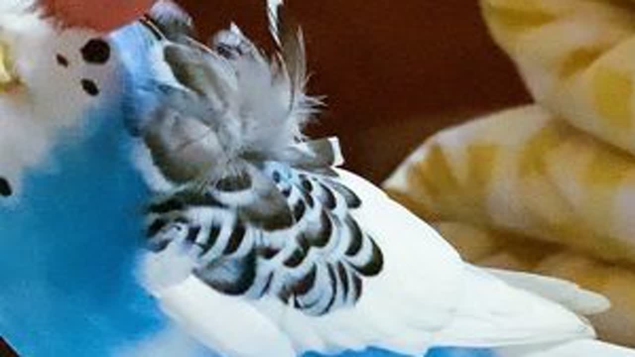 担心新来的小鸟孤独郁闷，主人睡前把它放在枕头边交流感情
