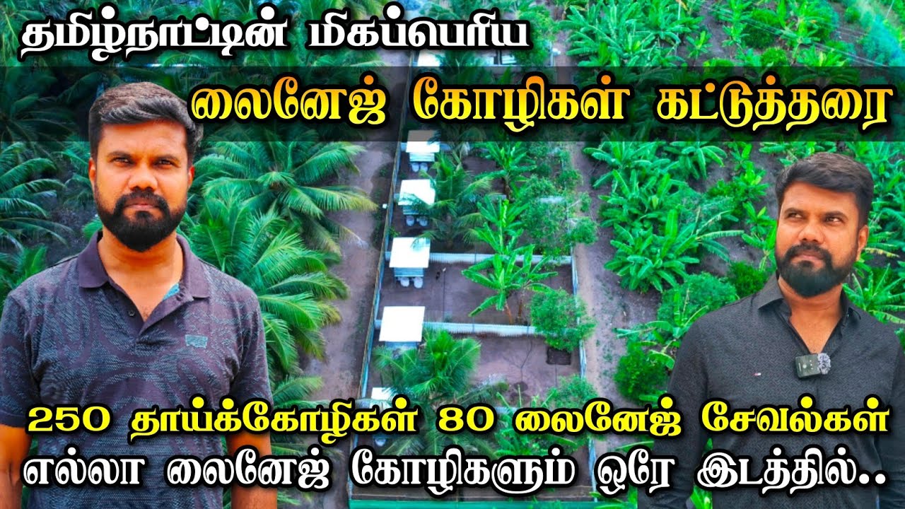 லைனேஜ் கோழிகளுக்காகவே தனியாக உருவாக்கப்பட்ட பண்ணை | 6 ஏக்கரில் மிகப்பெரிய பண்ணை | Pure Lineage Farm