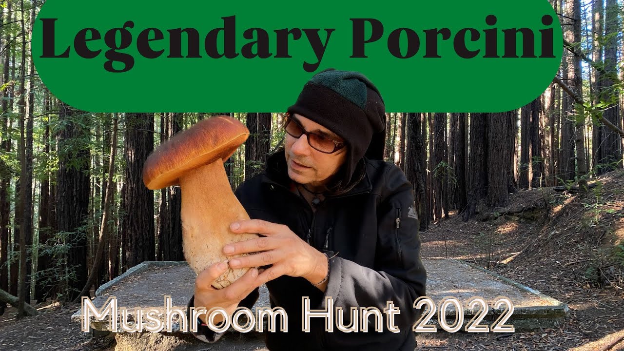 Legendary porcini mushrooms, Eleven stories, # 3
