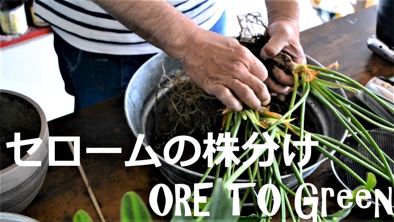 (観葉植物）大きくなったセロームの株分け作業【ORE　TO　Green】