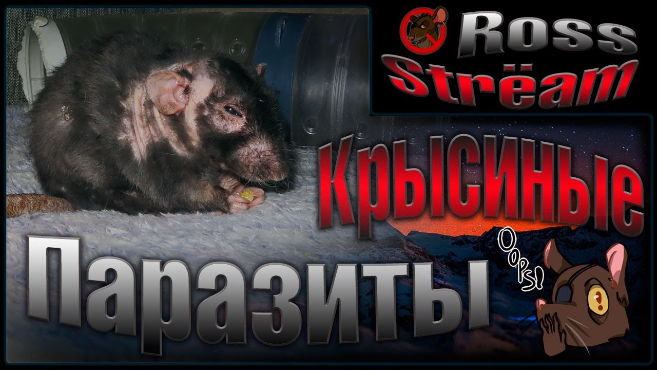 КРЫСИНЫЕ ПАРАЗИТЫ! 😥 Демодекоз у крыс. Как понять? Что это такое? Что делать, и т.д. 🐭