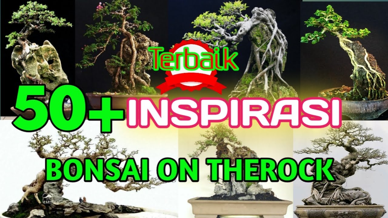 BONSAI ON THE ROCK INSPIRASI