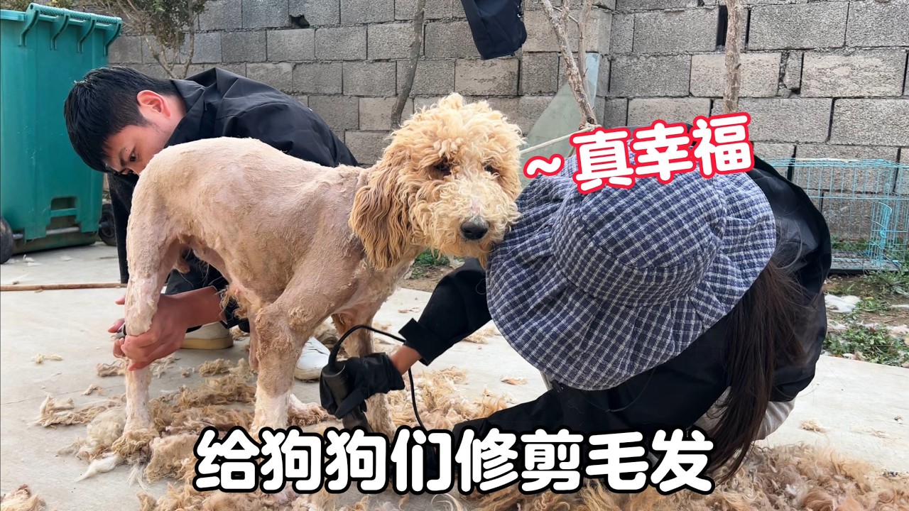 天氣漸暖，給小院狗狗們洗澡修剪毛發，忙忙碌碌一天真的太累了