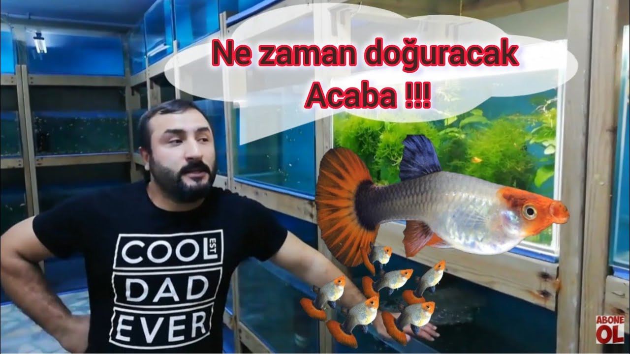 lepistes ne zaman doğurur . Lepistes doğumu yaklaştığı nasıl anlaşılır