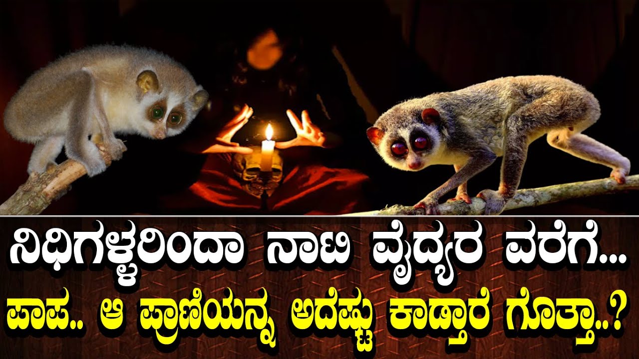 ನಿಧಿಗಳ್ಳರಿಂದಾ ನಾಟಿ ವೈದ್ಯರ ವರೆಗೆ... ಪಾಪ.. ಆ ಪ್ರಾಣಿಯನ್ನ ಅದೆಷ್ಟು ಕಾಡ್ತಾರೆ ಗೊತ್ತಾ..?