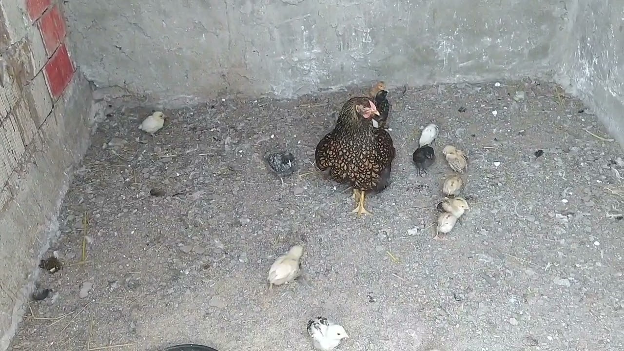 GÜVERCİNİ ZOR KURTARDIM MARTIDAN.